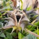 Datura-ferox-seeds