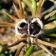 Datura-ferox-semillas