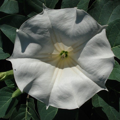 datura-blanche-plante