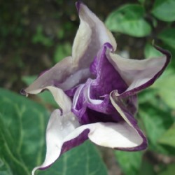 purple-devils-trumpet-seeds