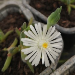 Delosperma bosseranum FICOÏDE BLANC (plante)