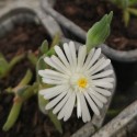 Delosperma bosseranum DELOSPERMA (pflanze)