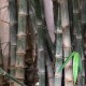 bambu-hierro