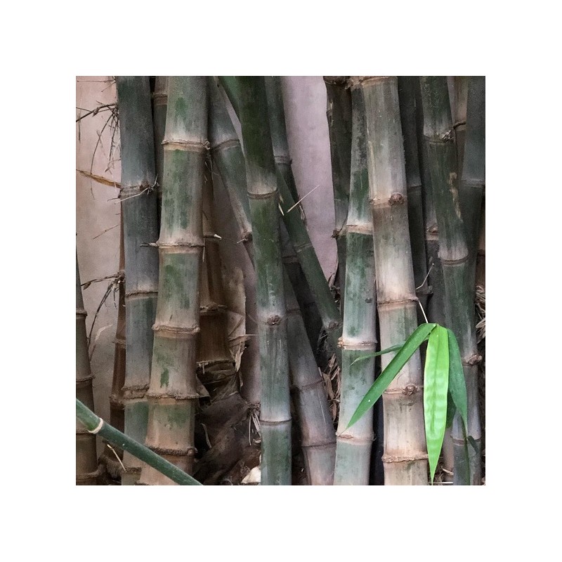 50 graines Bambou mâle SAFLAX Kit de culture Dendrocalamus strictus 
