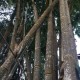 bambou-de-calcutta