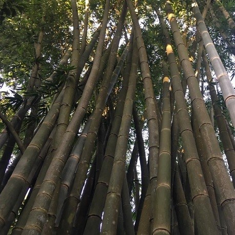 SAFLAX Bambou mâle Dendrocalamus strictus 50 graines 