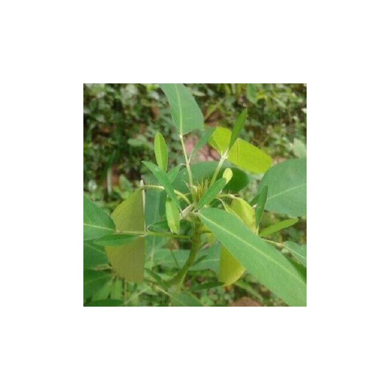Desmodium gyrans / La plante qui danse (codariocalyx motorius
