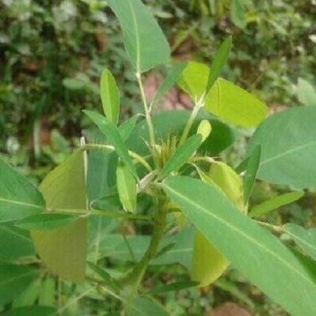 Syn. Desmodium gyrans Tanzenden Pflanze 50 Samen Codariocalyx motorius 