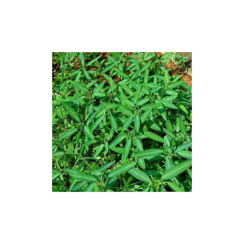 20 Samen Codariocalyx motorius Syn. Desmodium gyrans Tanzenden Pflanze 