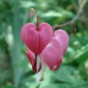 Dicentra spectabilis BLEEDING HEART (4 seeds)