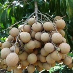 Dimocarpus longan DRACHENAUGE / LONGAN-BAUM (5 samen)