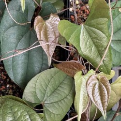 Dioscorea bryoniifolia BARBASCO / CAMISILLA (5 semillas)