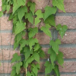 Dioscorea nipponica COMMON YAM (5 seeds)