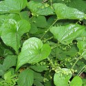 Dioscorea communis SCHMERWURZ (10 samen)