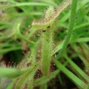 Drosera capensis DROSÉRA / PLANTE INSECTIVORE (20 graines)