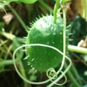 Echinocystis lobata WILD CUCUMBER (4 seeds)