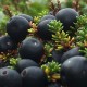 black-crowberry
