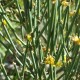 Ephedra-fragilis-semillas