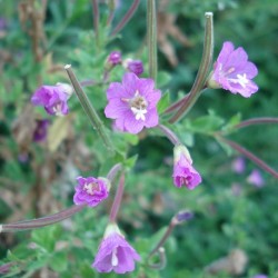 Epilobium augustifolium RUSSIAN TEA / FIREWEED (50 seeds)