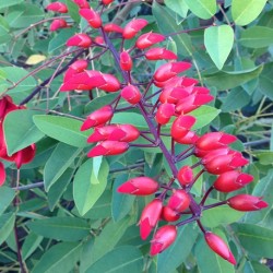 Erythrina indica CORAL TREE (4 seeds)