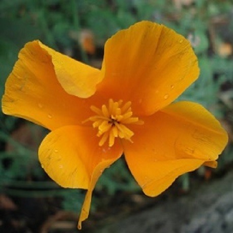 california-poppy-seeds