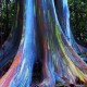 regenbogen-eukalyptus