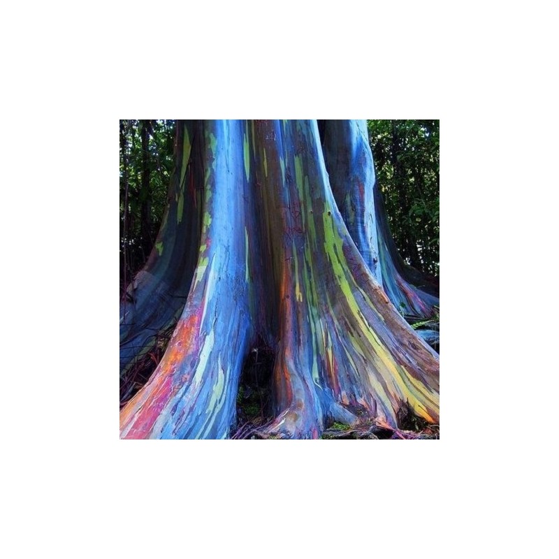 semillas de árboles tropicales llamativas eucaliptos para la planta de jardín ornamental semillas 105pcs bag raras Rainbow Eucalyptus deglupta 