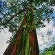 regenbogen-eukalyptus-samen