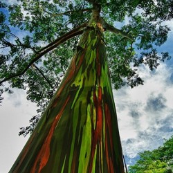 Eucalyptus deglupta RAINBOW TREE (20 seeds)