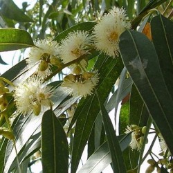 Eucalyptus globulus BLAUER EUKALYPTUS (20 samen)
