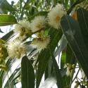 Eucalyptus globulus EUCALIPTO COMUN (30 semillas)