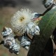 tasmanian-blue-gum-seeds
