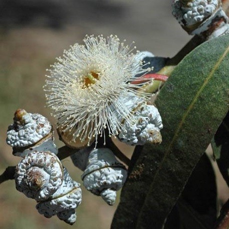 Tasmanian blue gum Eucalyptus globulus 20 seeds