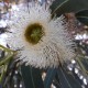 eucalyptus-globulus