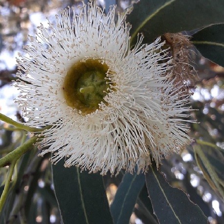 Tasmanian blue gum Eucalyptus globulus 20 seeds