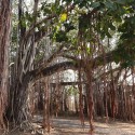 Ficus benghalensis BANYAN FEIGE (30 samen)