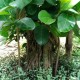 banyan-tree-seeds