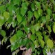 birkenfeige-pflanze