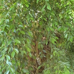 Ficus benjamina MATAPALO (planta)