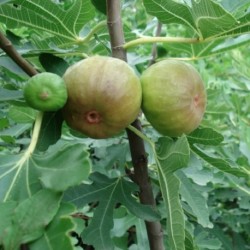Ficus carica FEIGENBAUM (pflanze)