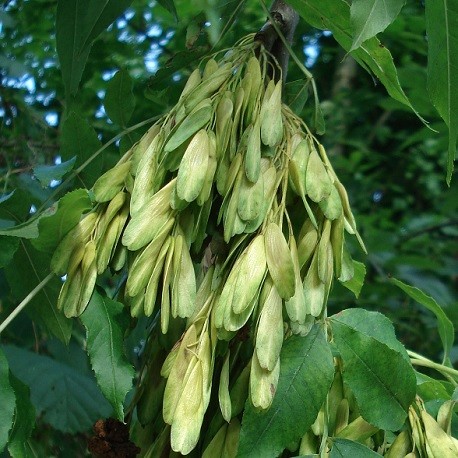 SEEDS 15 FRAXINUS EXCELSIOR FRAXINUS MAGGIORE SEMI 