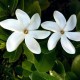 gardenia-tahitensis
