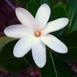 Gardenia tahitensis TIARE, GARDENIA TAHITIANA (5 semillas)