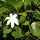 gardenia-tahitensis-tiare