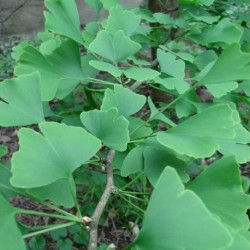 Ginkgo biloba GINKGO (pflanze)