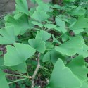 Ginkgo biloba GINKGOBAUM (pflanze)