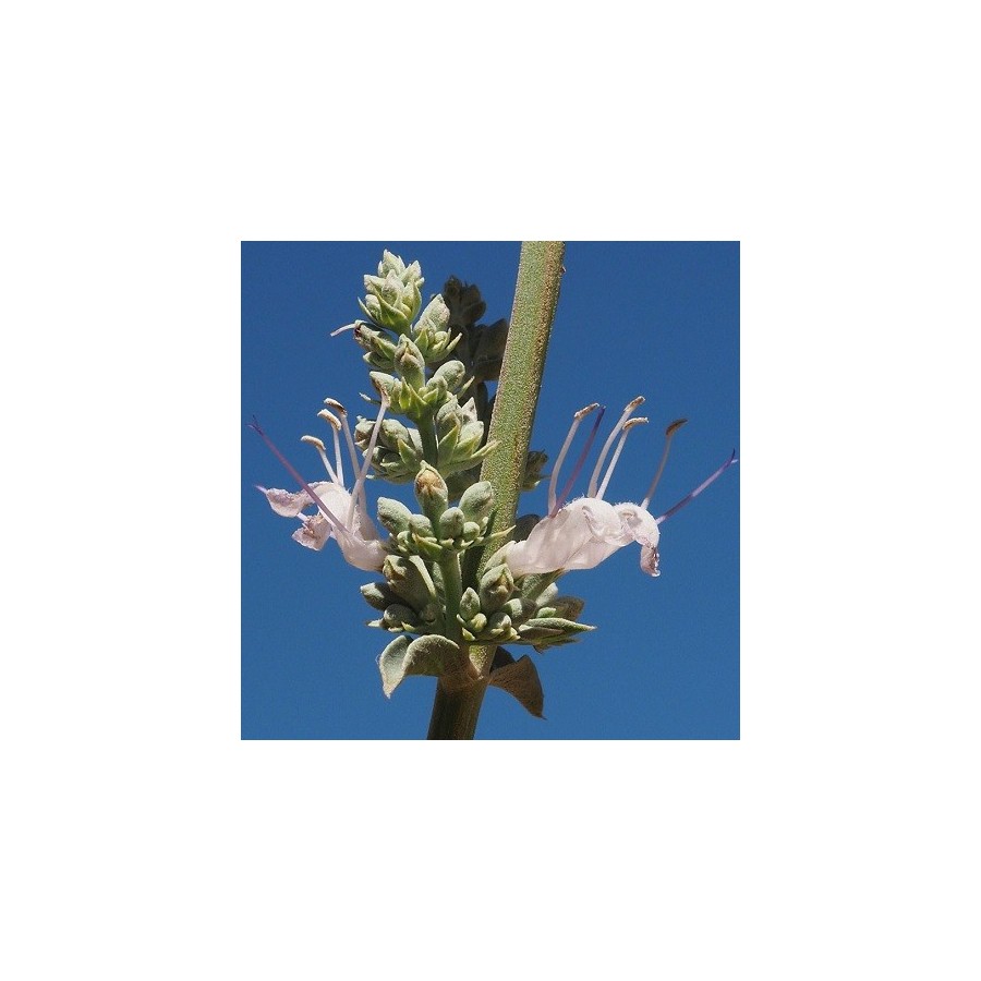 Salvia apiana SAUGE BLANCHE (10 graines)