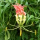 flame-lily-seeds