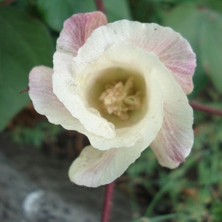 Coton graines de cotonnier à planter (Gossypium herbaceum)