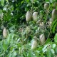 Griffonia-simplicifolia-semillas